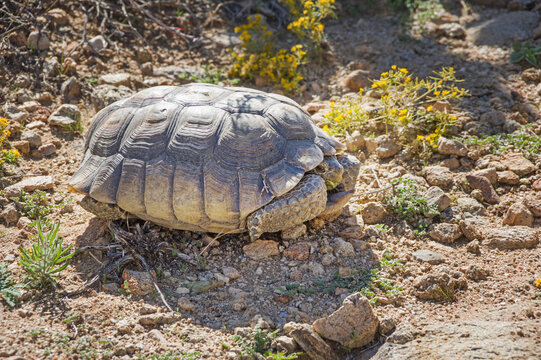 Wild Desert Tortoise or Gopherus agassizii