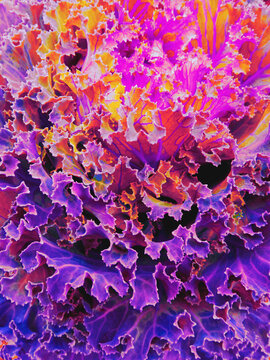 The bright colorful leaves of the cabbage are in bloom. 