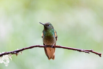 Hummingbirds in the rain forest of Ecuador