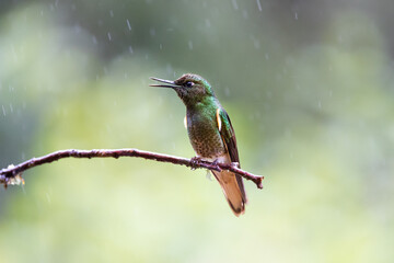 Hummingbirds in the rain forest of Ecuador