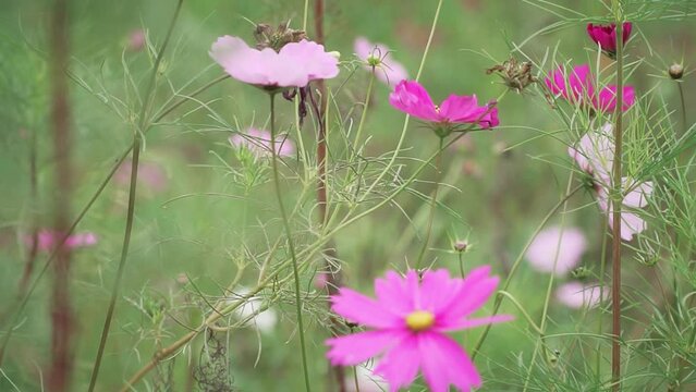 Closeup of pink kosmeya flowers growing in a field