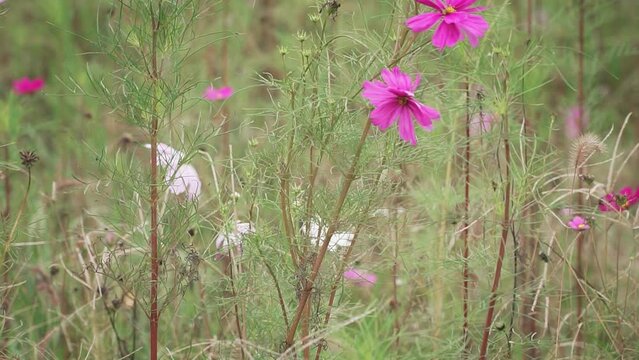 Closeup of pink kosmeya flowers growing in a field