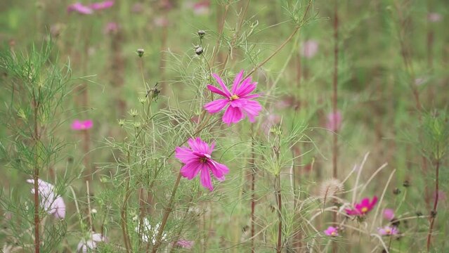 Closeup of pink kosmeya flowers growing in a field