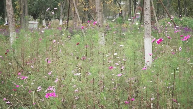 Field of pink kosmeya flowers swaying in the wind