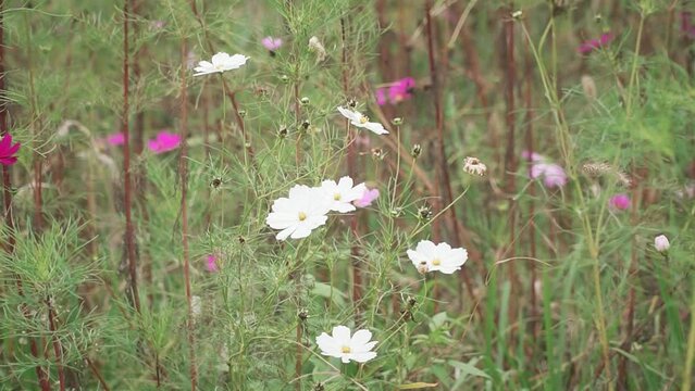 Closeup of pink kosmeya flowers growing in a field