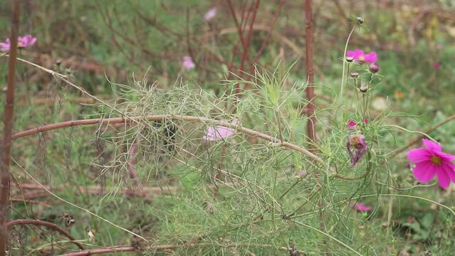 Closeup of pink kosmeya flowers growing in a field