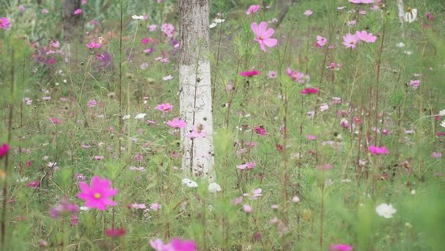 Closeup of pink kosmeya flowers growing in a field