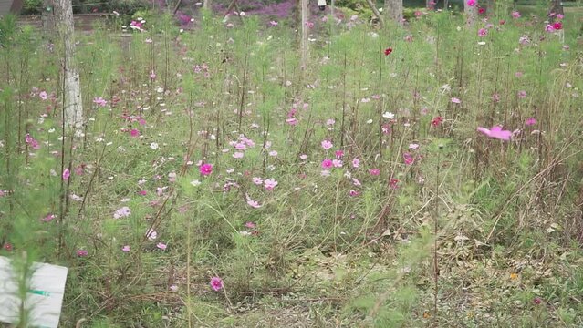 Field of pink kosmeya flowers swaying in the wind