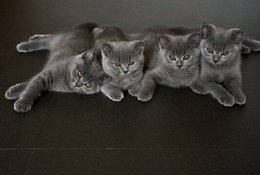 Close-up photo of cute quadruplets blue cat babies

