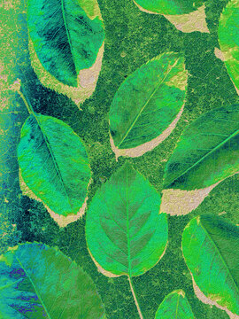 Colorful exploration series of green fallen leaves.
