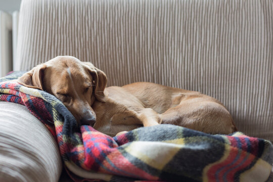 Cute Dog sleeps on blanket