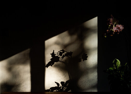 Close-up Of Flowers With Shadows On The Wall