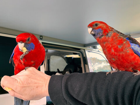 Wild parrots visit campers for feed