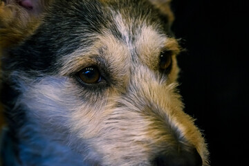 Piesek, mieszaniec, haskiego z kundlem © Mariusz Szymanek