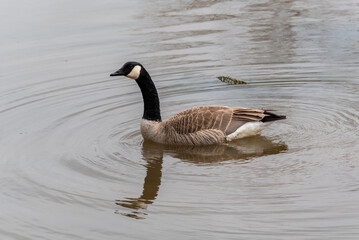 Canada Goose Swimming On A Pond During Spring Migration