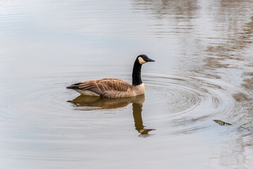 Canada Goose Swimming On A Pond During Spring Migration