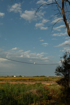 bird at power line
