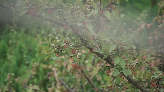 Closeup of malus baccata tree branches with immature small apples growing on it