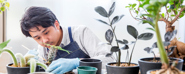 シダ植物、多肉植物の植え替え、趣味の栽培を楽しむ日本人男性