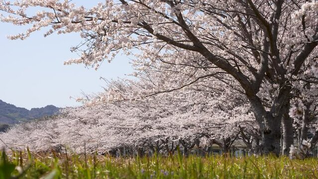 桜並木をローアングルで4Kスローモーション撮影した動画