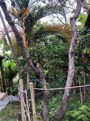 Fototapeta premium nature, tree, monkey, plants