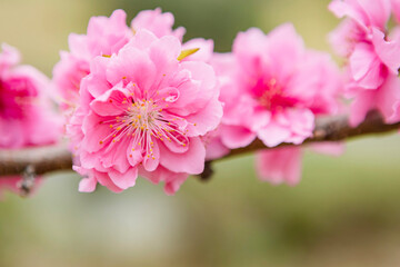 Fototapeta premium 桃の花のクローズアップ 