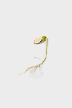 Sprouted Pumpkin Seed On White Background.