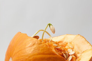 Sprouted seed growing from smashed pumpkin.