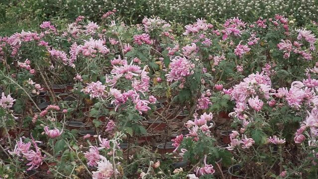 Closeup shot of pink flowers in bloom with green leaves