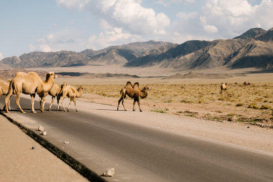 Herd Of Camels Crossing Road