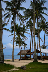 Siargao beach coconut trees Philippines
