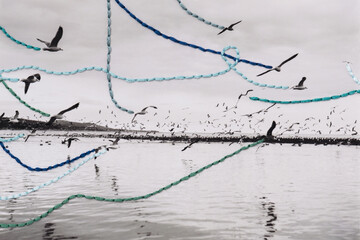 Birds stitched flight paths