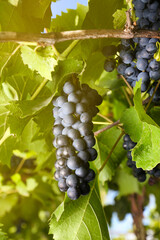 Fototapeta premium Ripe juicy grapes growing on branch in vineyard