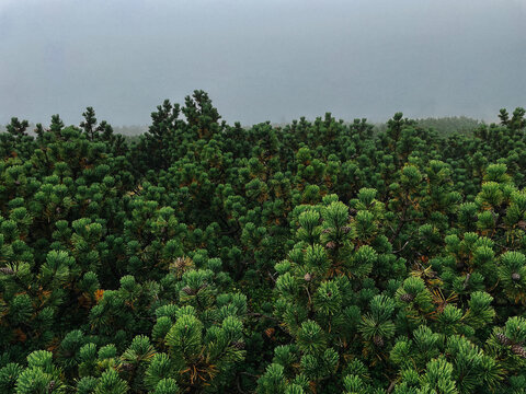 Lush Green Pine Trees on Foggy Day