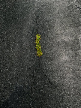 Grass Emerging From Wet Black Tarmac