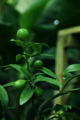 Unripe citruses growing on tree outdoors, closeup