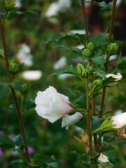 Fototapeta na wymiar White okra flowers on flowerbed.