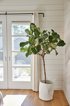 Fiddle Leaf Fig Tree in Farmhouse