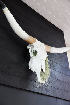 Long horn skull on charred wood wall