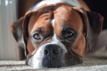 portrait of a boxer dog laying down