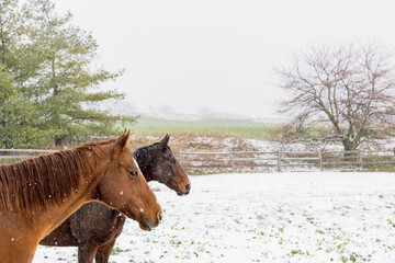 The heads of two brown horses looking out at a pasture while it is snowing. © Margaret Burlingham
