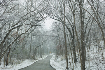 A narrow country road through the woods with snow on the branches.