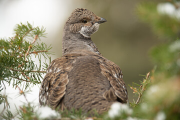 Birds of North America