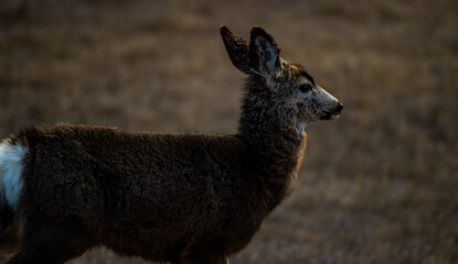 Hooved Wild Mammals