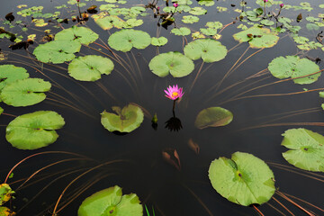 Closeup beautiful pink lotus flower