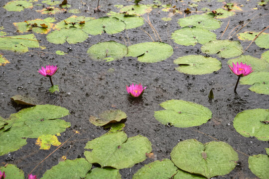 Closeup beautiful pink lotus flower - Powered by Adobe