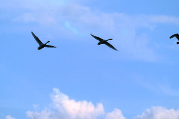 flock of flying swans, Oct 23rd, 2022