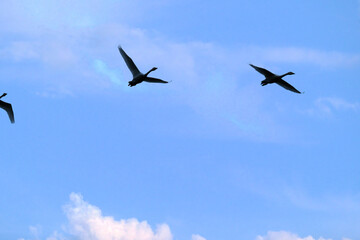 flock of flying swans, Oct 23rd, 2022