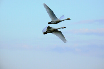 Fototapeta na wymiar flock of flying swans, Oct 23rd, 2022