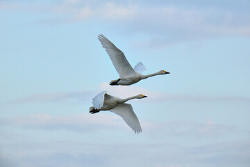 Fototapeta na wymiar flock of flying swans, Oct 23rd, 2022